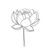 Lotus flower open on a stem. Lotus icon for invitations and cards, business cards vector
