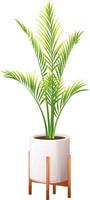 Indoor palm, majesty palm in modern white pot on wooden legs. Vector illustration in cartoon style on transparent background