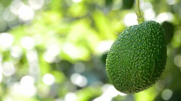 Natural hass avocado hanging in a avocado tree in a plantation video