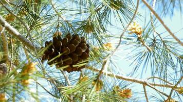 Pineaple of pine in branch of tree a sunny day video