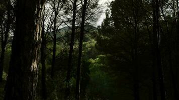 Sonnenlicht und Schatten im ein Kiefer Wald video