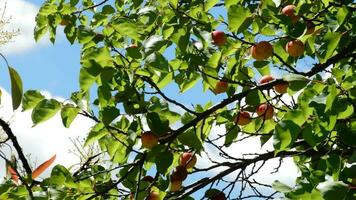 aprikoser frukt hängande på gren av träd video