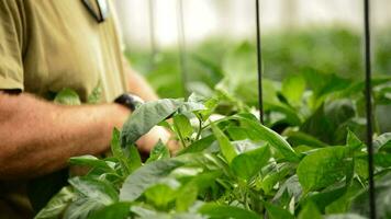 granjero manos revisando hojas y flor de planta en invernadero video