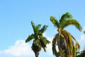 Tropical Palm Trees photo