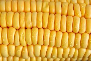 Yellow Corn Surface Pattern Closeup photo