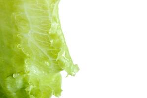 Green Lettuce Salad on White Background photo