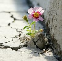 AI generated A blooming flower in a crack of concrete, AI-Generative photo