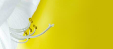 Delicate white hippeastrum flower on yellow background. Stamens and pistil. photo