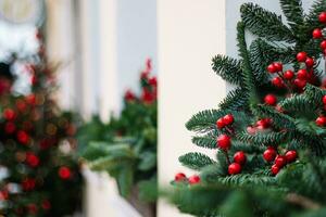 Christmas decorations on window. Fir branches with red berries. photo