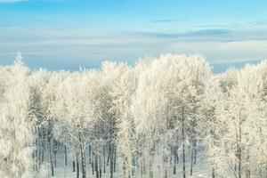 View of winter forest. Trees in snow after snowstorm. Beginning of winter season. photo