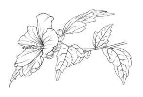 vector monocromo hibisco rama en un transparente antecedentes. botánico mano dibujado ilustración de flores, hojas y brotes