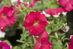 Petunia, Violet-flower Petunia photo