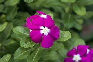 Cape periwinkle, Bright-eyes, Graveyardplant, Old-maid photo