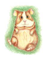 Funny guinea pig in the grass drawn with colored pencils. It's perfect for postcards, posters, banners, invitations, greeting cards, prints. Isolated . Drawn by hand. png