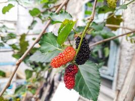 fresh red and black mulberries photo