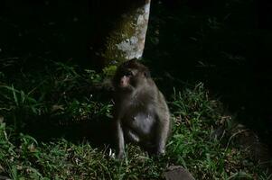 Portrait close-up of a young cynomolgus monkey looking directly into the camera, the rainforest diffuse in the background. photo
