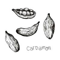 Cardamon. Hand drawn engraved style sketch herbs cooking and aromatherapy ingredient or mulled wine. Spices for menu cafe and bar, wrapping paper or product packaging,  banner for food blog or cards. vector