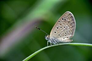 hermosa mariposa en naturaleza, naturaleza imágenes, belleza en naturaleza, frescura, fotografía foto