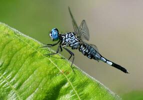 hermosa libélulas en naturaleza, naturaleza imágenes, belleza en naturaleza, frescura, fotografía foto