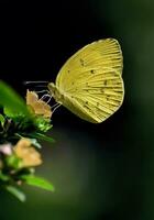 Beautiful butterfly in nature,Nature Images,beauty in nature, freshness,photography photo