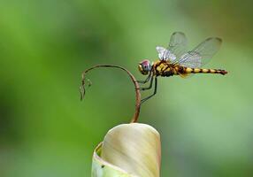 hermosa libélulas en naturaleza, naturaleza imágenes, belleza en naturaleza, frescura, fotografía foto