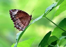 hermosa mariposa en naturaleza, naturaleza imágenes, belleza en naturaleza, frescura, fotografía foto