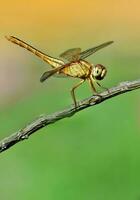 Beautiful Dragonflies in nature,Nature Images,beauty in nature, freshness,photography photo