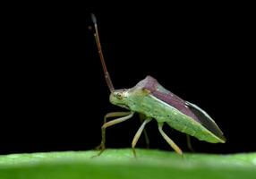 hermosa libélulas en naturaleza, naturaleza imágenes, belleza en naturaleza, frescura, fotografía foto