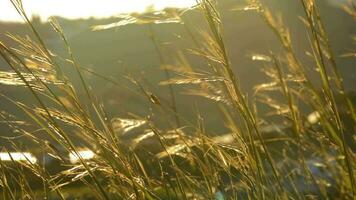 Spikes moving with the wind at sunset video