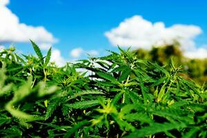 Wild agricultural hemp grows in the countryside photo