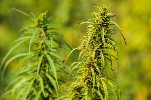 Wild agricultural hemp grows in the countryside photo