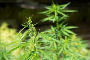 Wild agricultural hemp grows in the countryside photo