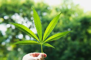 The guy is holding a cannabis sheet in his hand photo