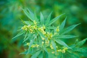 Wild agricultural hemp grows in the countryside photo