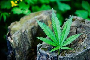 A fresh cannabis leaf lies on the stump photo