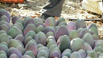 Harvest of mango tropical fruit in close up video