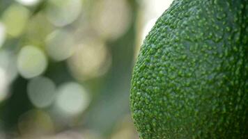 ruw hass avocado hangende in een avocado boom video