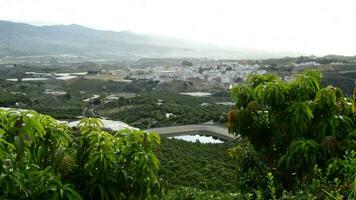 mangue arbre avec des champs et village à Contexte video