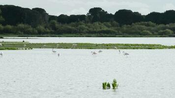 vogels, flamingo en steltlopers, in vijver of moeras video