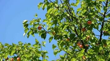 Apricots fruit in a apricot tree a sunny day video