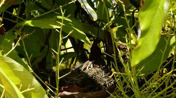 bébé des oiseaux dans une nid avec ouvert le bec video