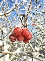 nieve cubierto ramas de rojo montaña ceniza en un frío invierno día. foto