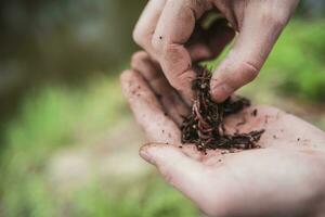 fisherman holds in his hand a lot of worms for fishing photo