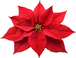 AI generated christmas poinsettia flower png