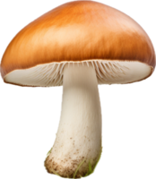 ai gegenereerd boletus paddestoel PNG