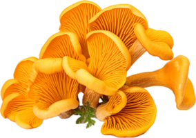 AI generated chanterelle mushrooms png