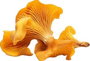 ai gerado chanterelle cogumelos png