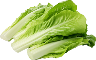 ai generado lechuga romana lechuga png