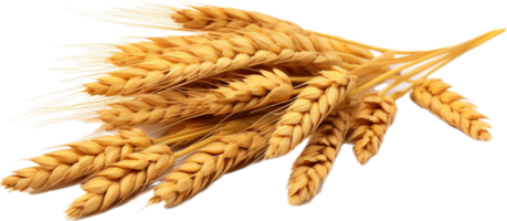 AI generated wheat grains png