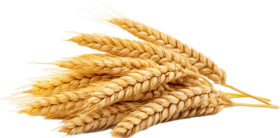 ai gerado trigo grãos png